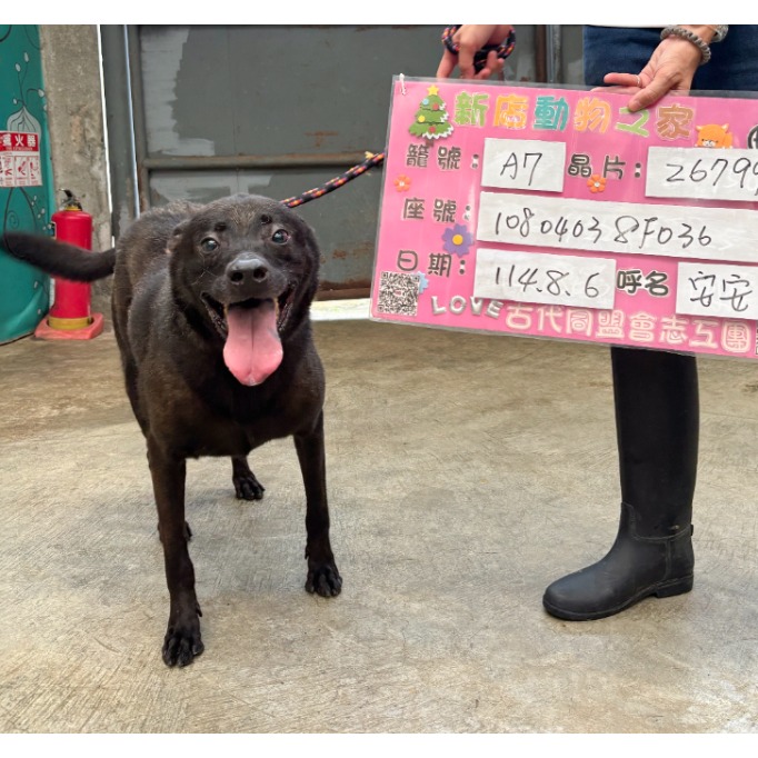 Perra mestiza hembra adulta (negro), Mediano, refugio n.º …3001. Todo el animal.