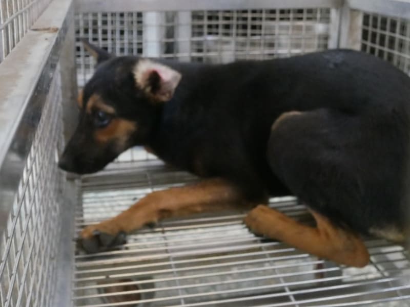 Perra mestiza hembra adulta (negro y canela), Mediano, refugio n.º …1-02. Todo el animal.