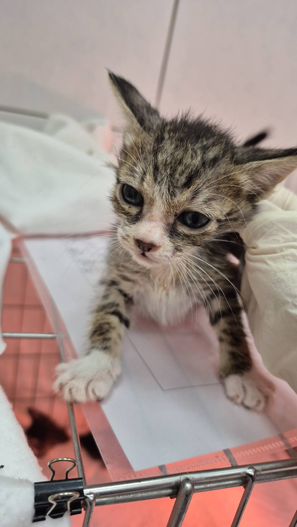 Tabby-and-white young male mixed-breed cat, Small, shelter no. …4002. Closer on the face.