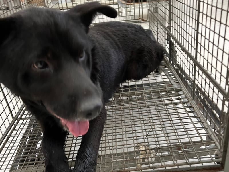 黑色成年公混種犬,大型, 收容編號 …2D01. 臉部特寫。