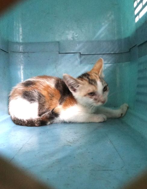 Pusang halo ang lahi (Bata, tatlong kulay), Katamtaman, blg. ng shelter …1474. Ang buong hayop.