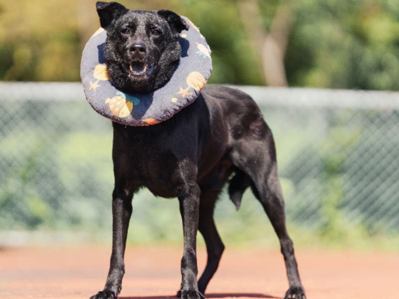 Perro mestizo macho adulto (negro), Mediano, refugio n.º …0701. Todo el animal.