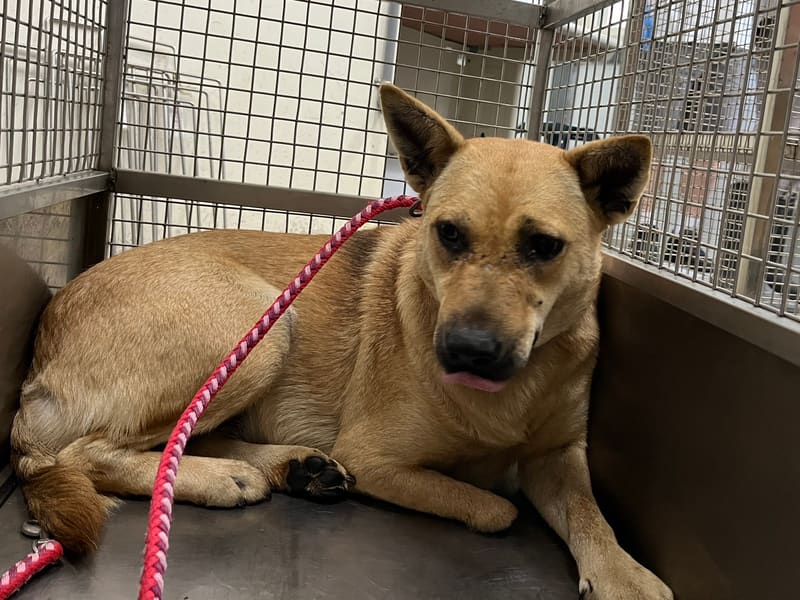 Tan adult female mixed-breed dog, Medium, shelter no. …2903. The whole animal.