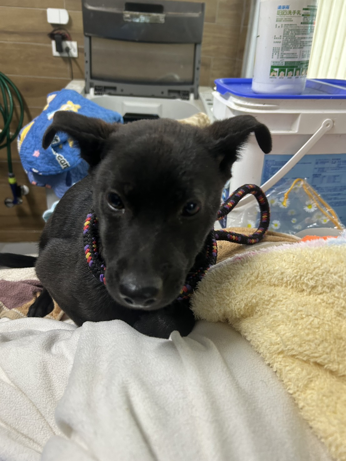 Black young male mixed-breed dog, Medium, shelter no. …1001