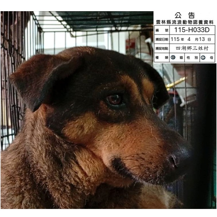 Chien croisé mâle adulte (noir et fauve), Grand, refuge n° …033D