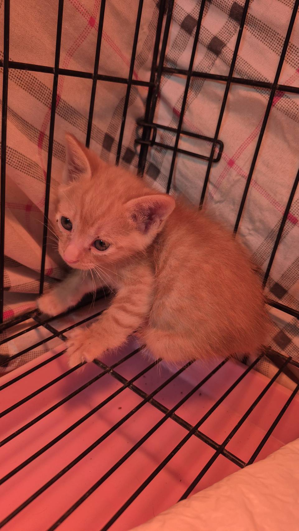 Gato mestizo macho joven (canela y atigrado), Pequeño, refugio n.º …5001. Más cerca de la cara.