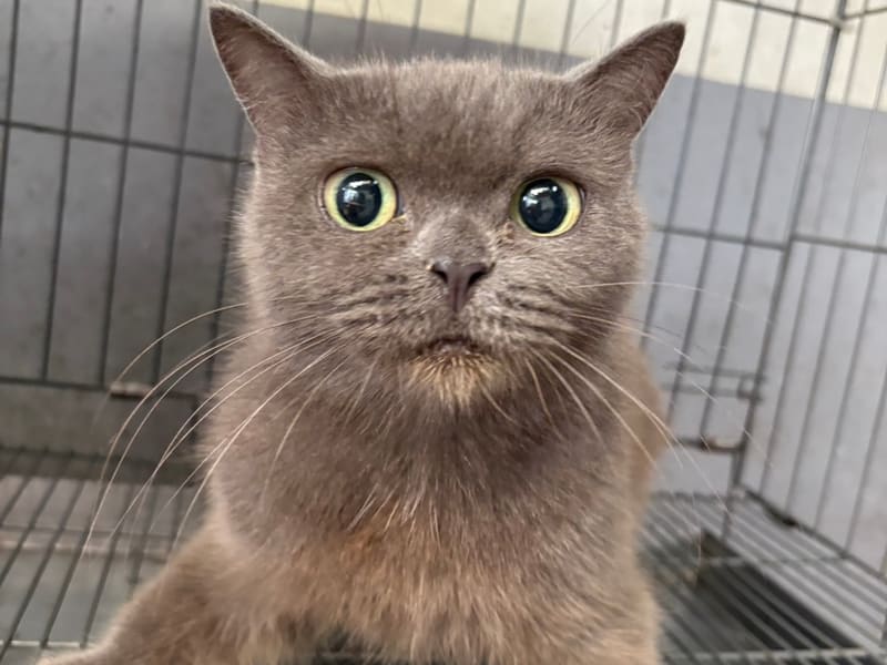 British Shorthair hembra adulta (gris), Mediano, refugio n.º …8001