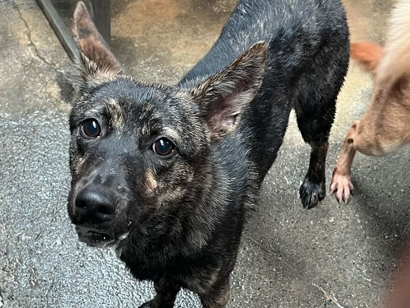 Perra mestiza hembra adulta (atigrado), Mediano, refugio n.º …6007. Más cerca de la cara.
