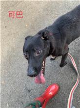 ミックス犬(メス・成犬・黒)、中型, 施設番号 …0605