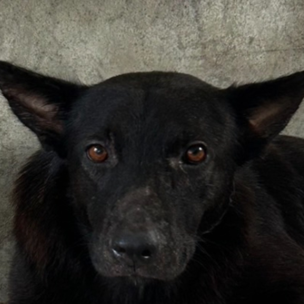Black adult male mixed-breed dog, Large, shelter no. …3004
