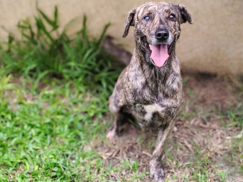 Tabby adult male mixed-breed dog, Medium, shelter no. …1003. The whole animal.
