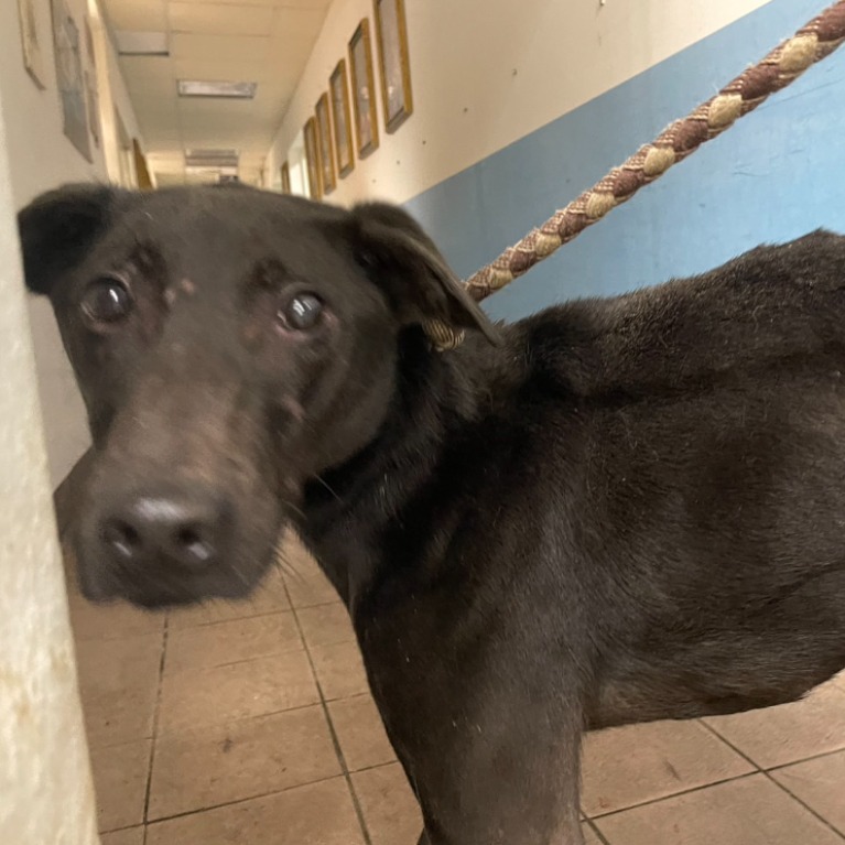 ミックス犬(オス・成犬・黒)、中型, 施設番号 …3001