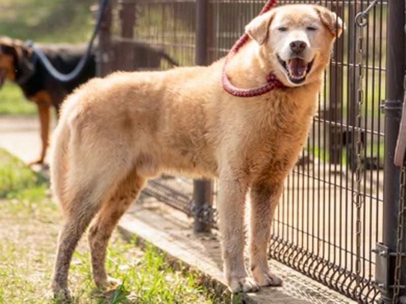 ミックス犬(オス・成犬・茶と白)、大型, 施設番号 …0355. 全身です。