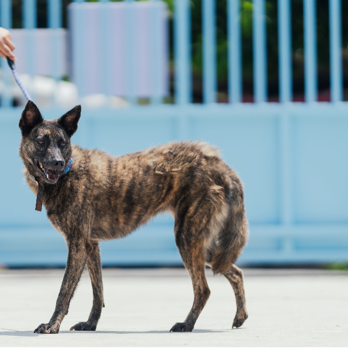 ミックス犬(メス・成犬・トラ)、中型, 施設番号 …9001. 全身です。