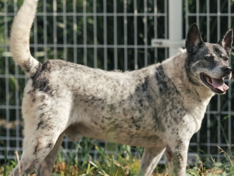 ミックス犬(オス・成犬・黒と白)、大型, 施設番号 …3003. 全身です。