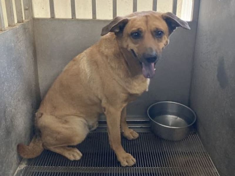Tan adult male mixed-breed dog, Medium, shelter no. …9010. The whole animal.