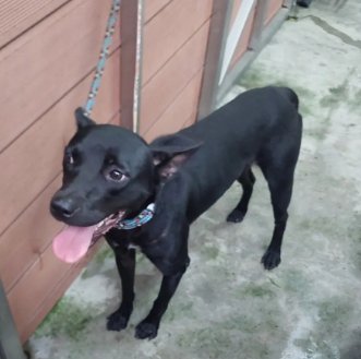 Black adult male mixed-breed dog, Medium, shelter no. …6001