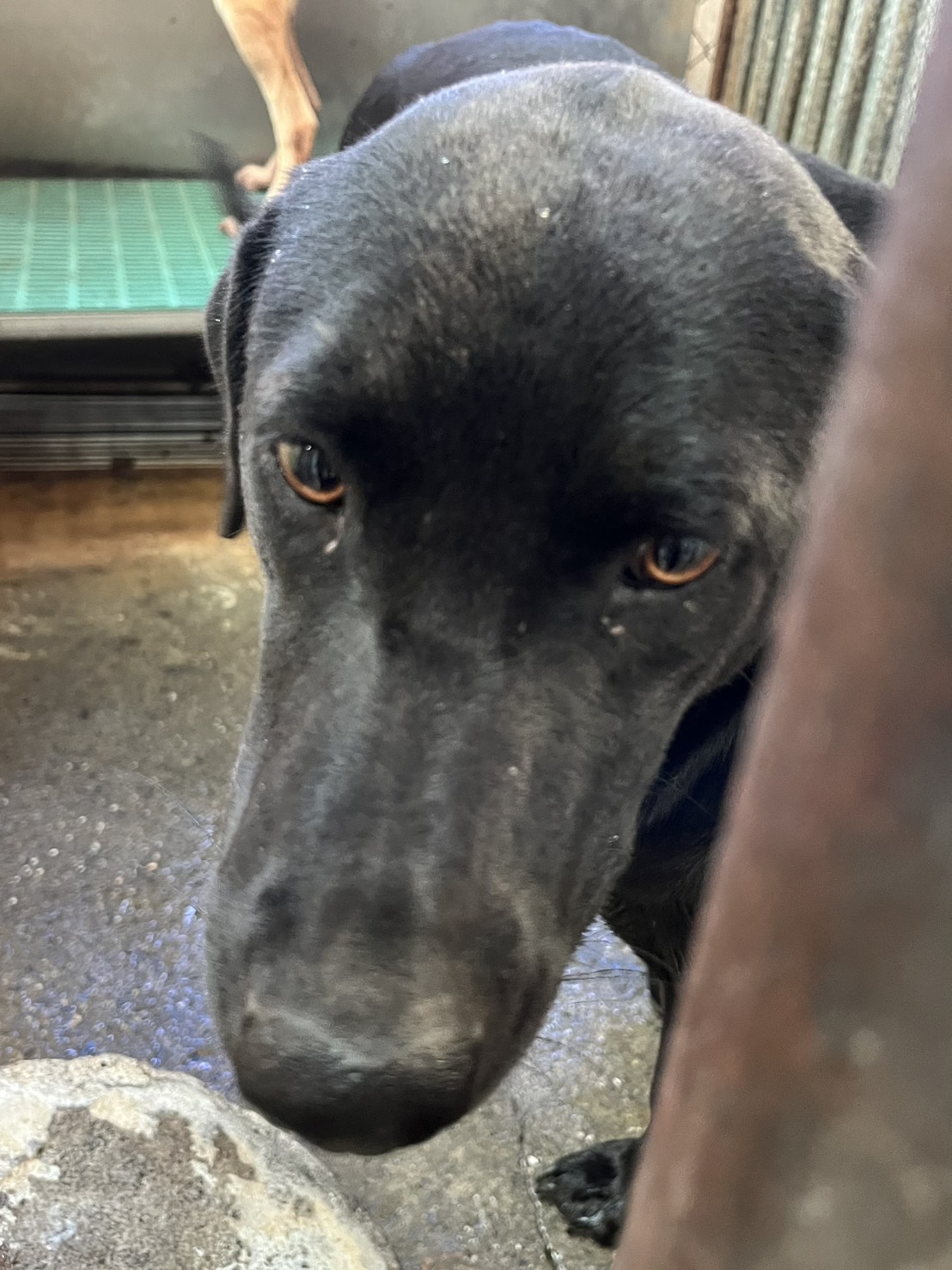 ミックス犬（オス・成犬・黒）、中型, 施設番号 …7002