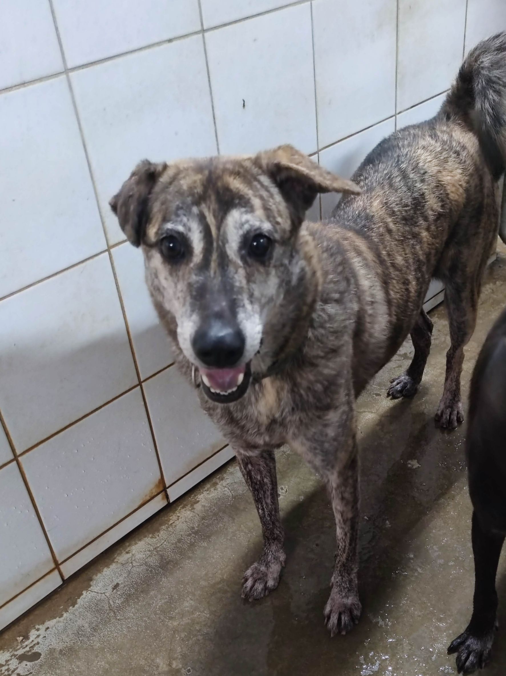 Tabby adult female mixed-breed dog, Medium, shelter no. …2203