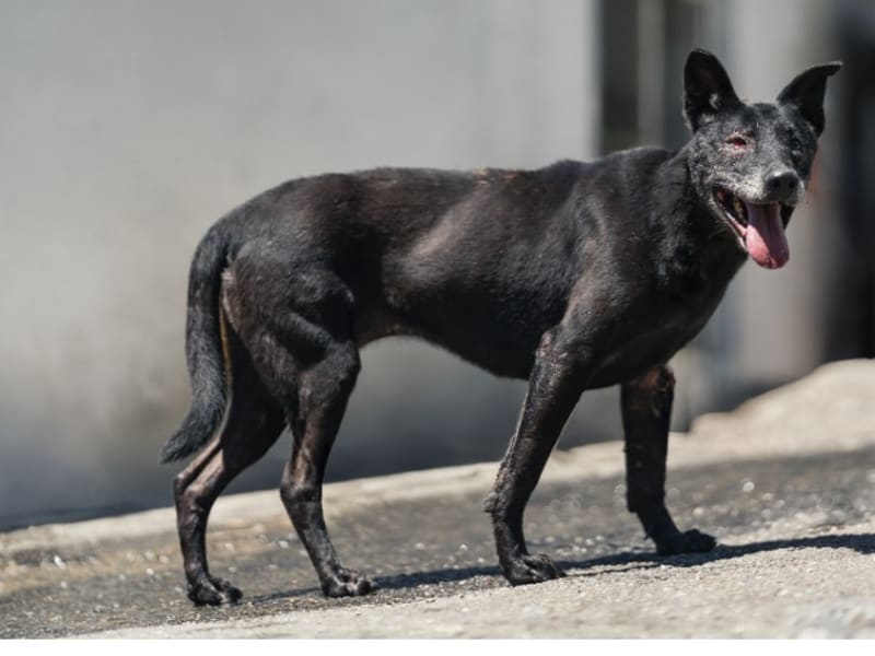 Perra mestiza hembra adulta (negro), Mediano, refugio n.º …2001. Todo el animal.