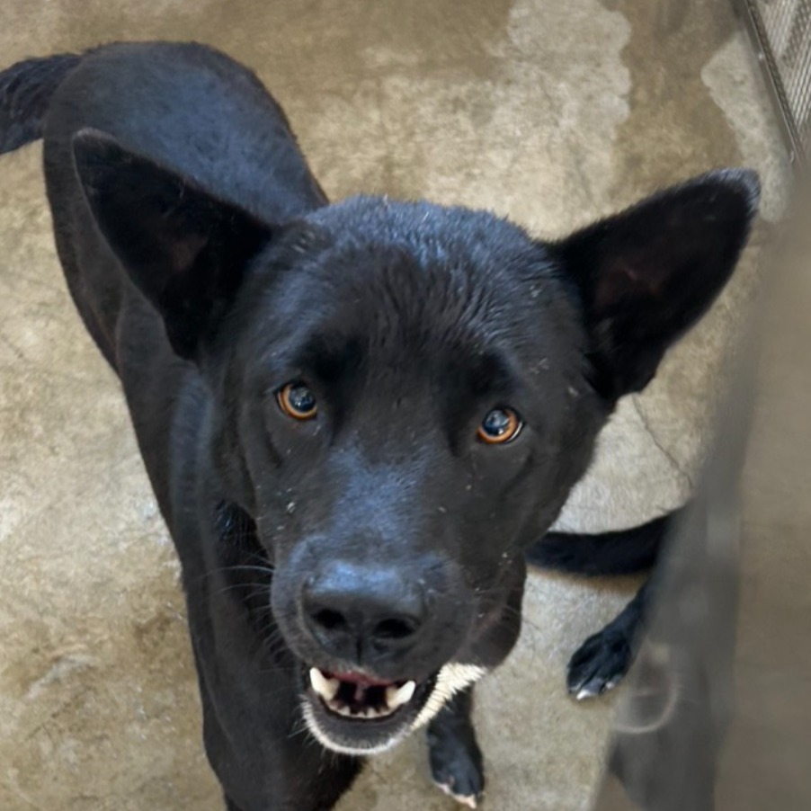 ミックス犬(オス・成犬・黒)、大型, 施設番号 …9003. 顔のアップです。