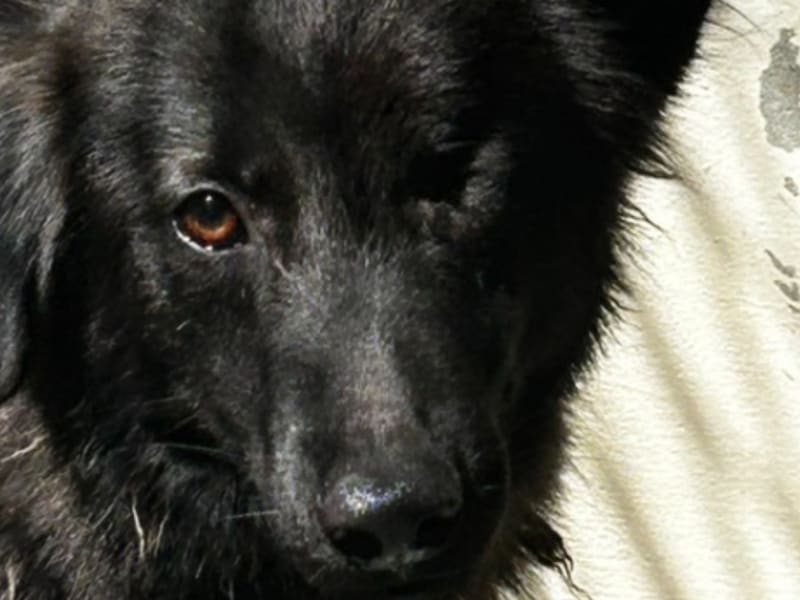 Perro mestizo macho adulto (negro), Mediano, refugio n.º …0056. Más cerca de la cara.