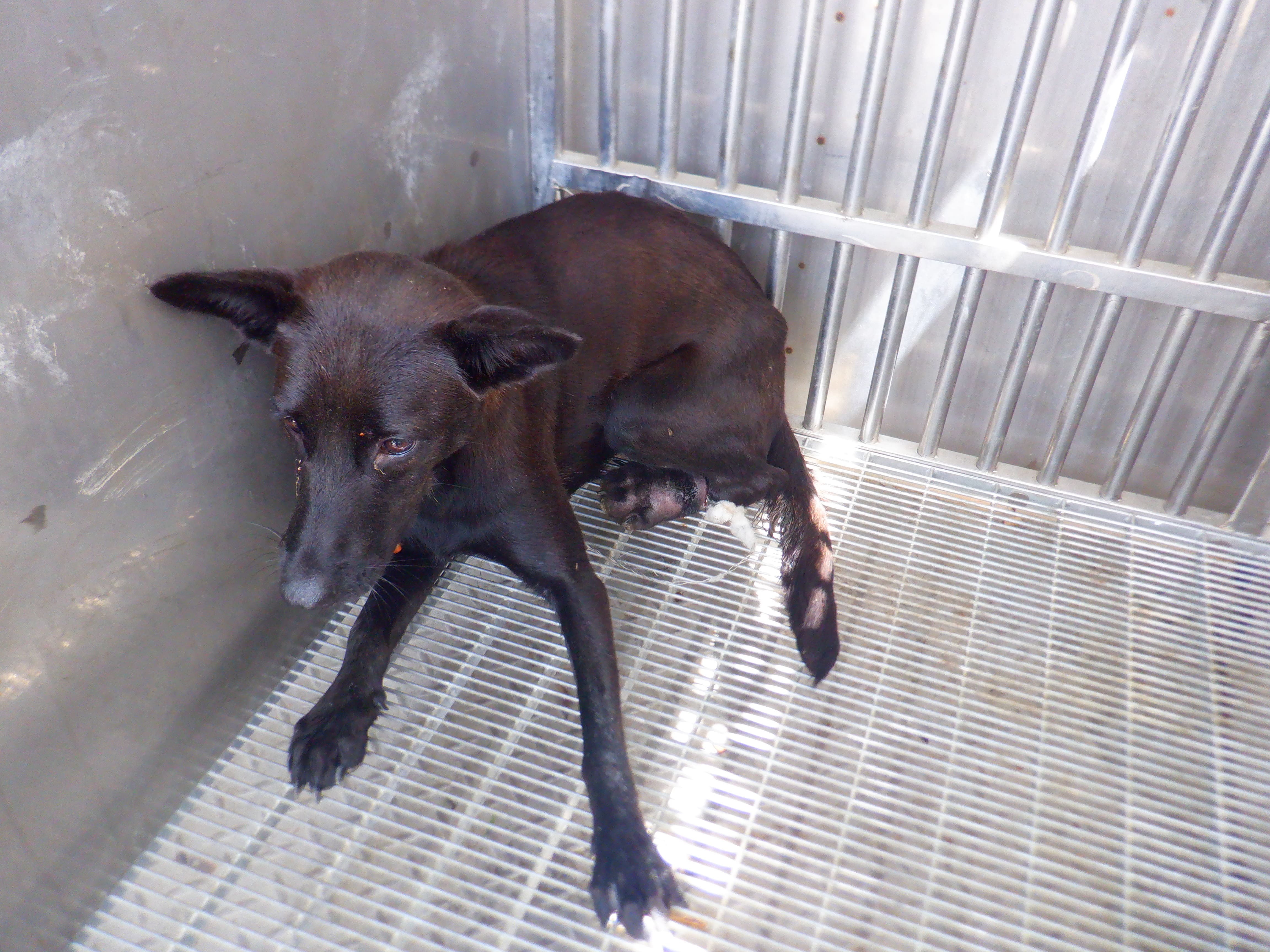 Perra mestiza hembra adulta (negro), Mediano, refugio n.º …2726