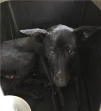 Black adult male mixed-breed dog, Medium, shelter no. …1808