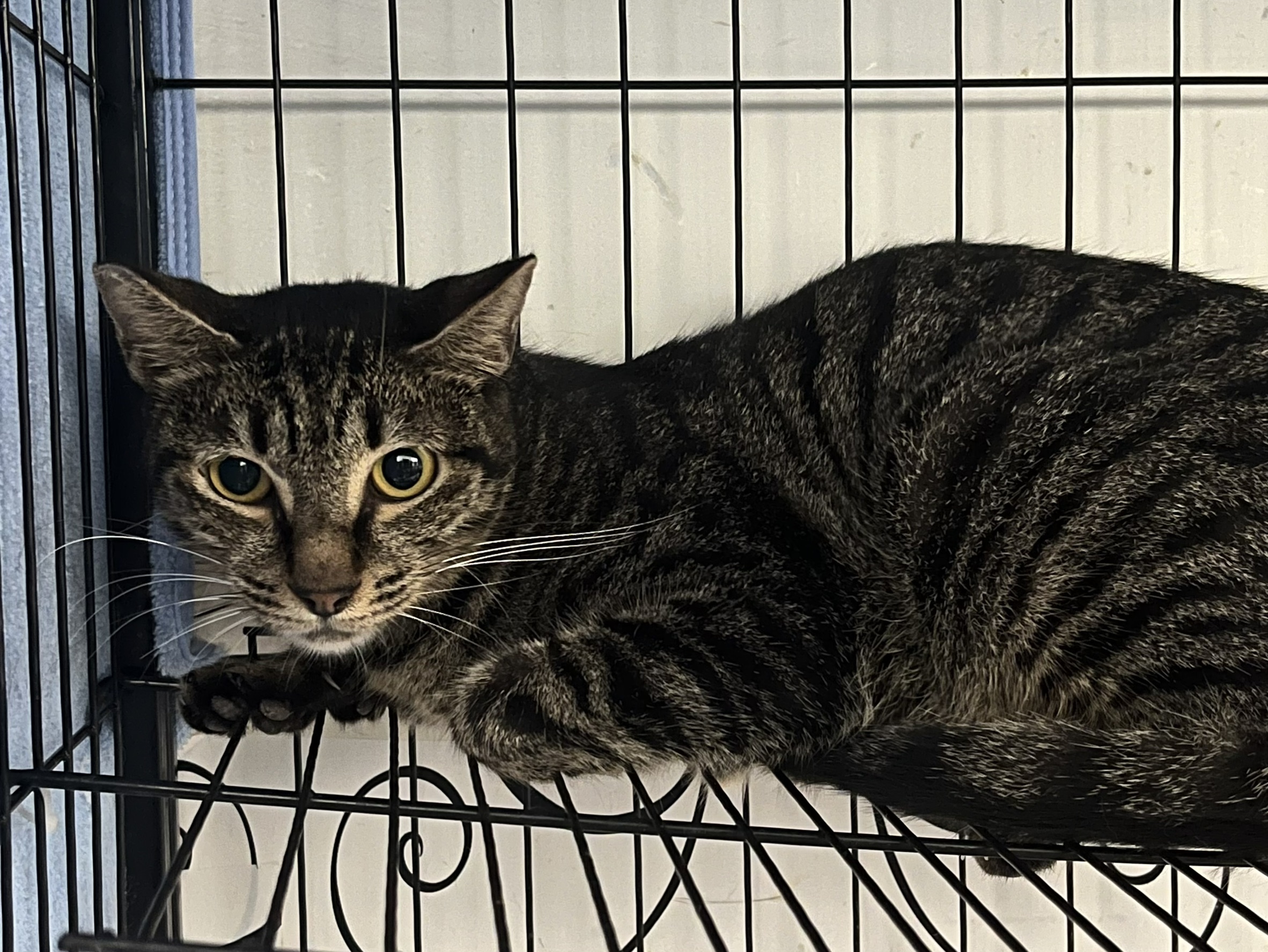 ミックス猫(メス・成猫・トラ)、中型, 施設番号 …0201