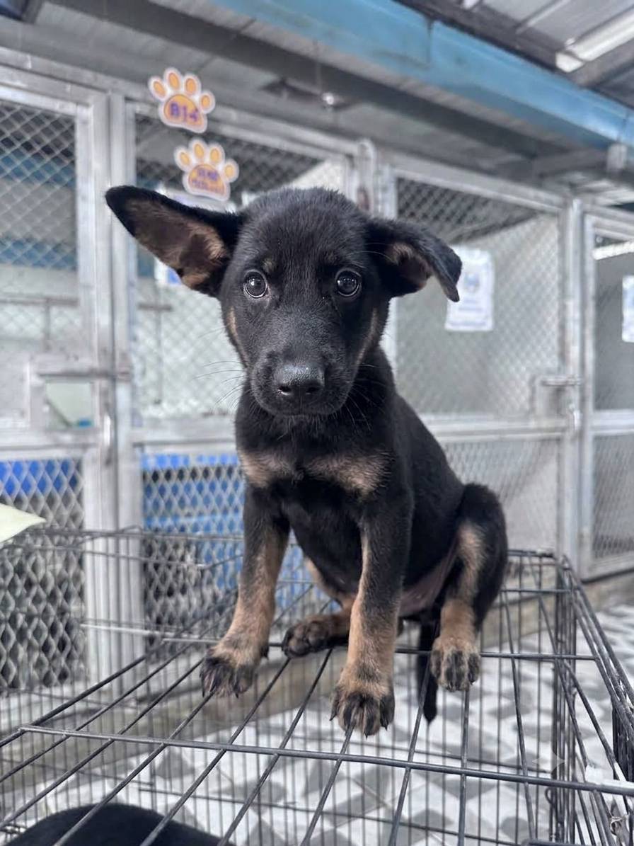 Perro mestizo macho joven (negro y marrón), Mediano, refugio n.º …7004. Todo el animal.