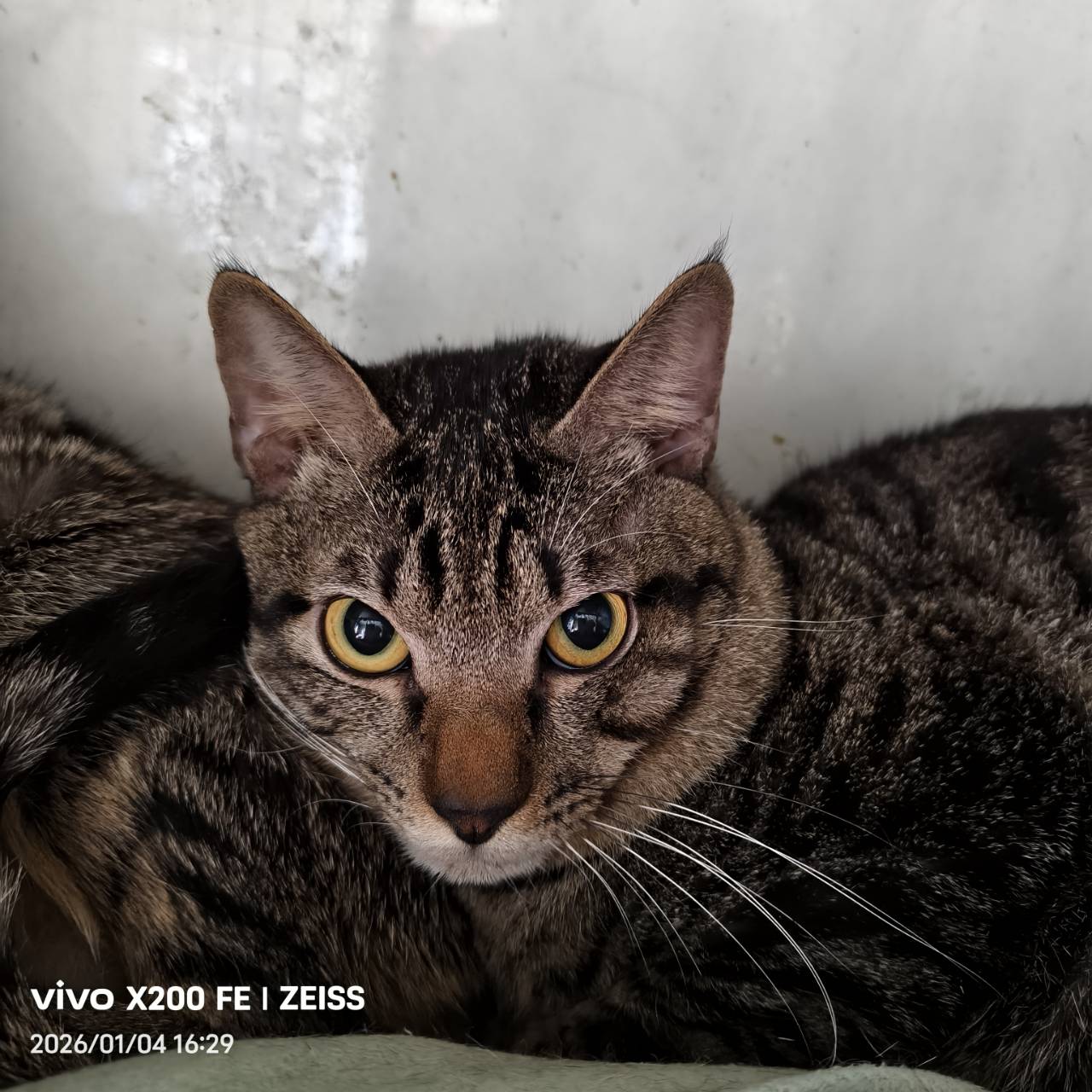 Black tabby adult male mixed-breed cat, Medium, shelter no. …7001