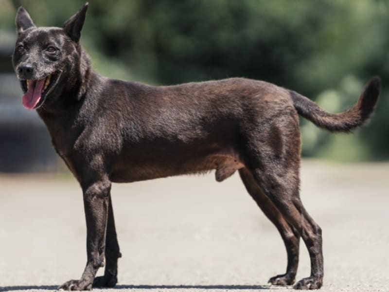 ミックス犬(オス・成犬・黒)、中型, 施設番号 …6001