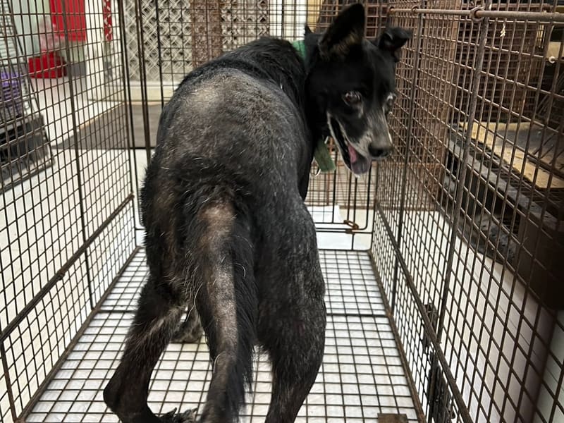 黑色成年公混种犬,中型, 收容编号 …5D01. 完整的宠物。