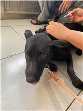 Black adult female mixed-breed dog, Large, shelter no. …6003