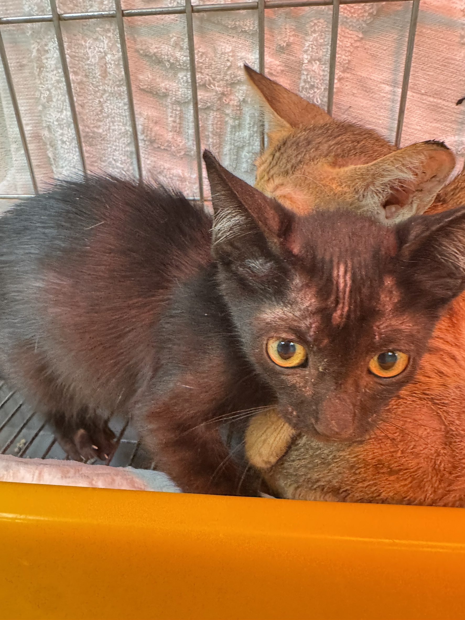 Gato mestizo macho joven (negro), Pequeño, refugio n.º …5015. Más cerca de la cara.