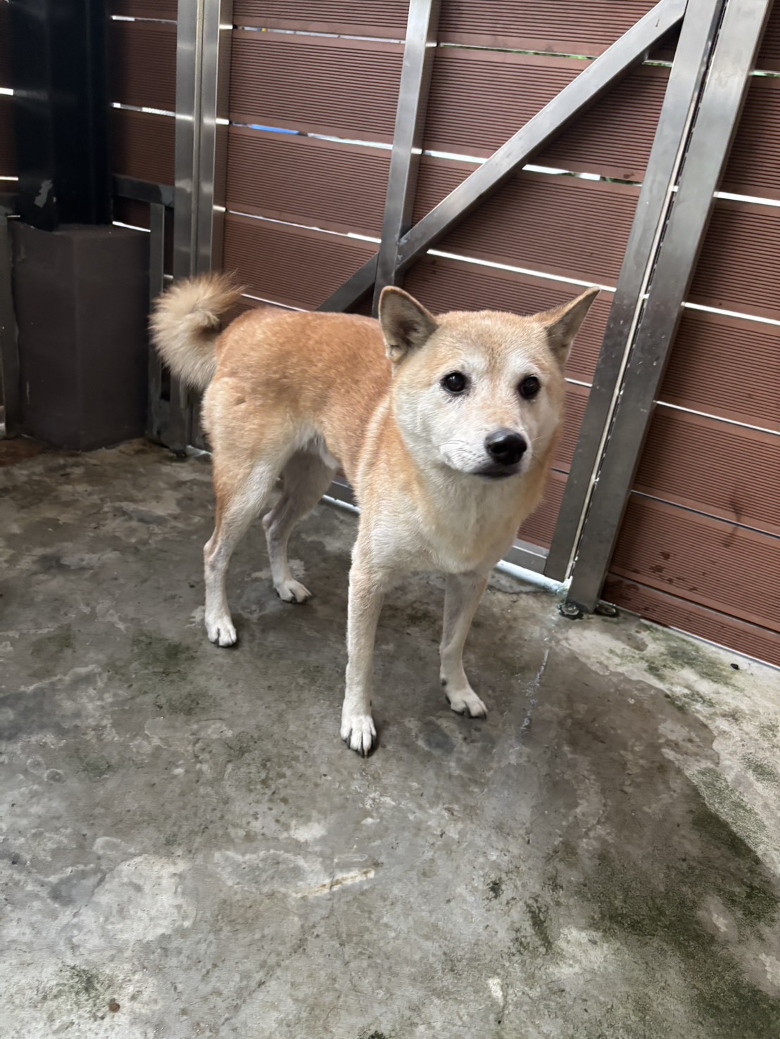 Tan adult male Shiba Inu, Medium, shelter no. …4001. The whole animal.