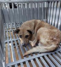 Tan adult male mixed-breed dog, Medium, shelter no. …0007