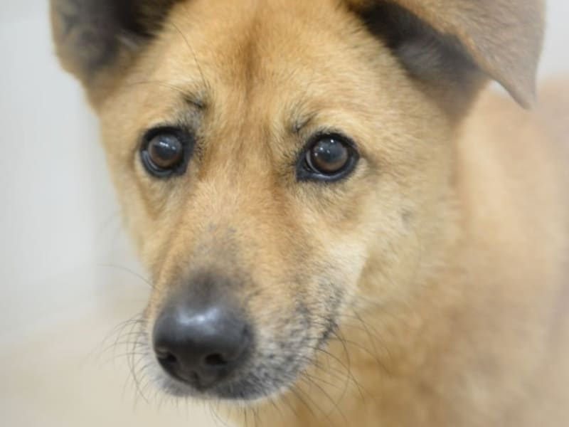 Perra mestiza hembra adulta (canela), Mediano, refugio n.º …5003. Más cerca de la cara.
