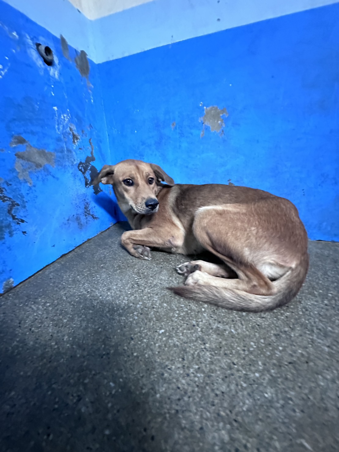 Tan adult female mixed-breed dog, Large, shelter no. …7008