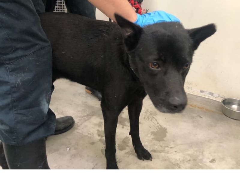 Black adult male mixed-breed dog, Medium, shelter no. …1305. The whole animal.