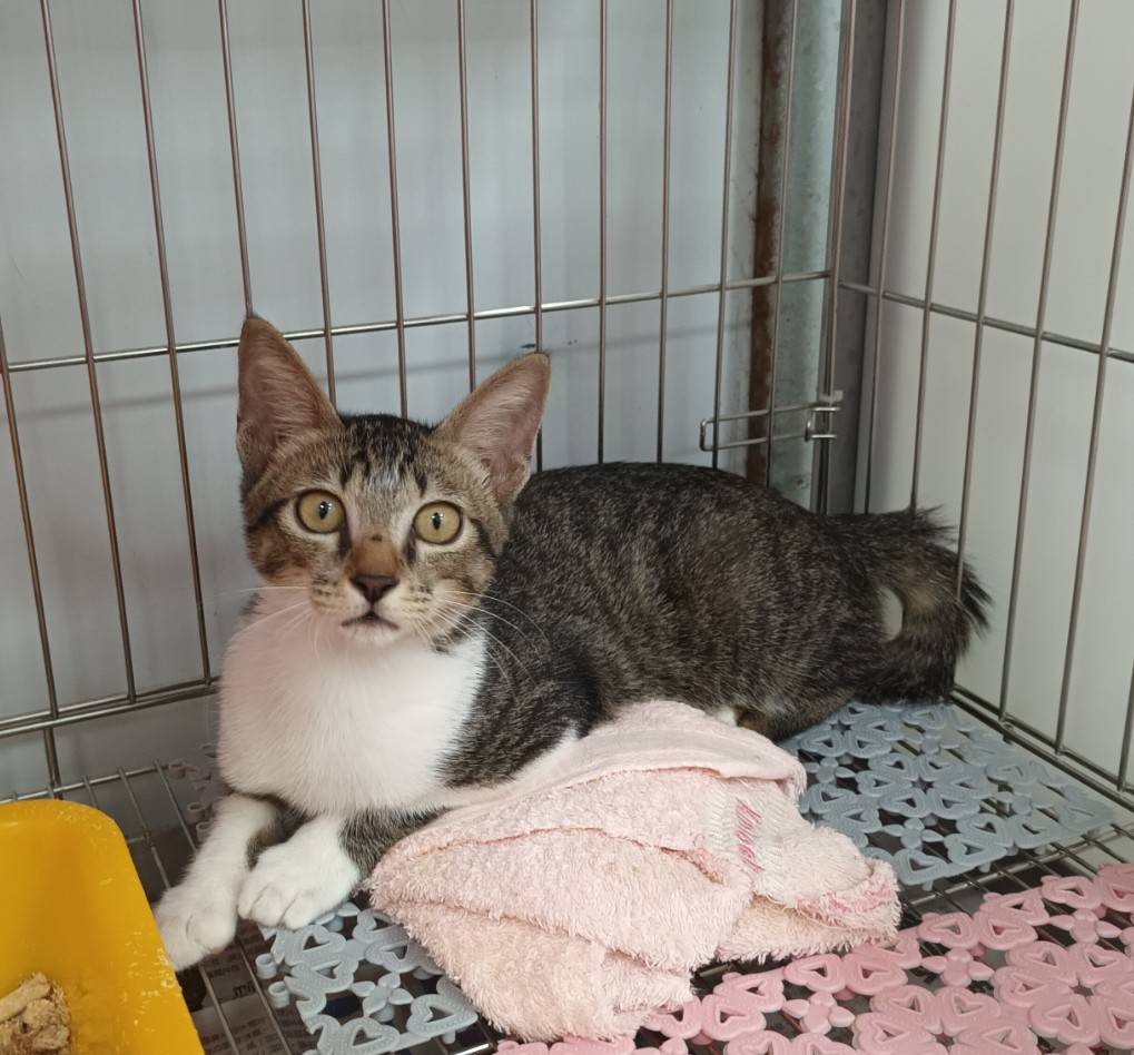 Tabby-and-white young female mixed-breed cat, Small, shelter no. …0701