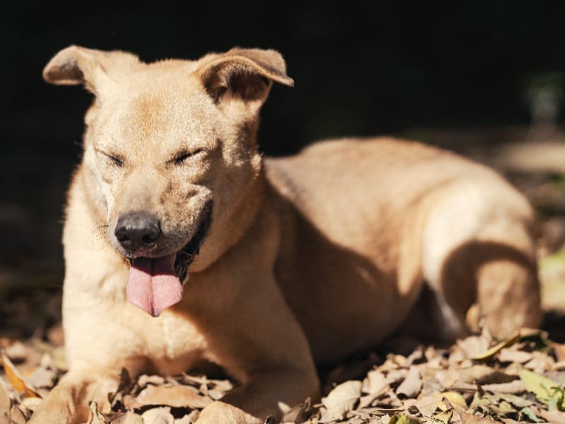 ミックス犬(オス・成犬・茶)、中型, 施設番号 …2503. 顔のアップです。