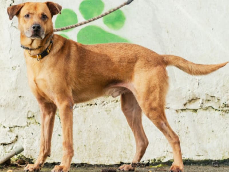 Tan adult male mixed-breed dog, Medium, shelter no. …7001. The whole animal.