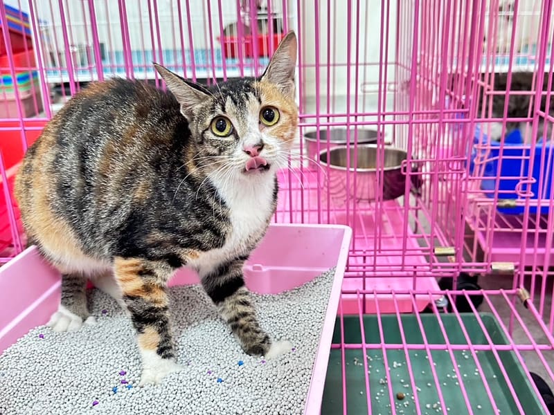ミックス猫（メス・成猫・三毛）、大型, 施設番号 …4005. 全身です。