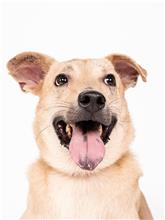 ミックス犬（オス・若い・茶）、小型, 施設番号 …2506