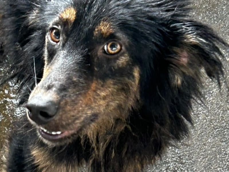 黑黄色成年公混种犬,大型, 收容编号 …6014. 脸部特写。
