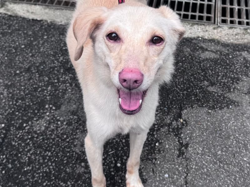 ミックス犬(オス・成犬・茶)、中型, 施設番号 …2601