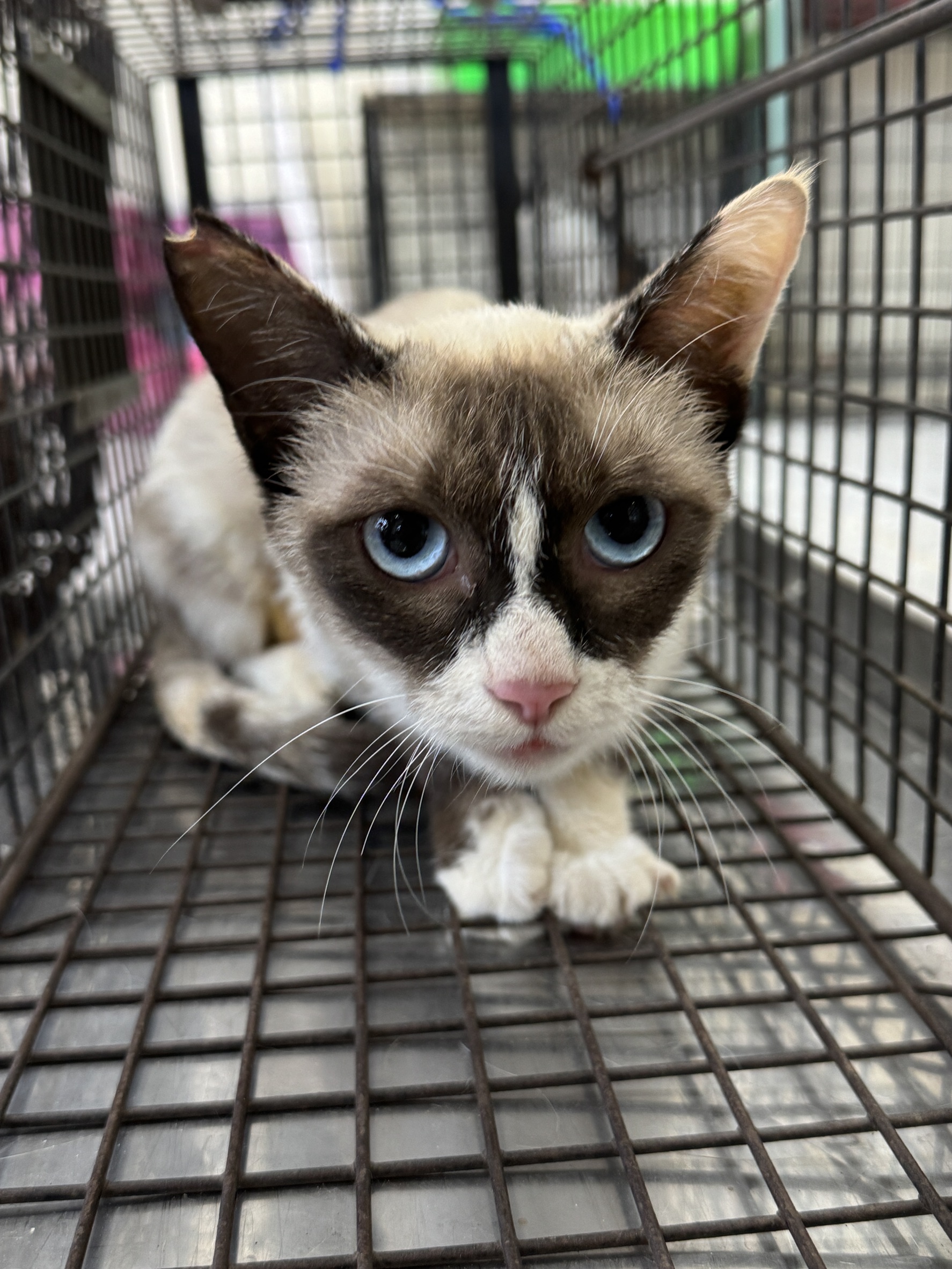 Pusang halo ang lahi (Babae, Matanda na, kayumanggi at puti), Malaki, blg. ng shelter …6004