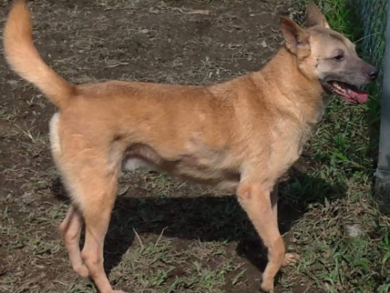 黄色成年母混种犬,中型, 收容编号 …2604. 完整的宠物。