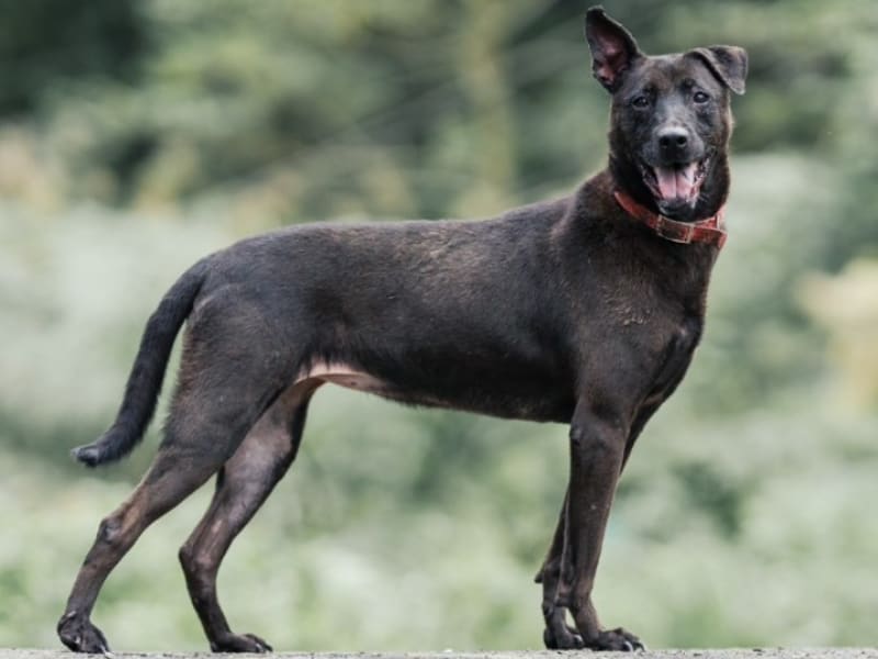 ミックス犬(オス・成犬・黒)、中型, 施設番号 …4010. 全身です。